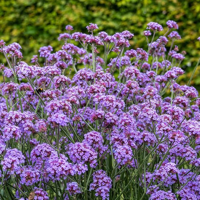 (Vervain) Verbena bonariensis Flair from Swift Greenhouses