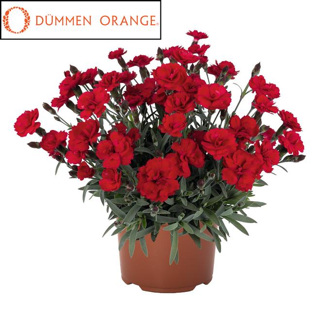 (Hybrid Pinks) PPAF Dianthus hybrida Cliff Red from Swift Greenhouses