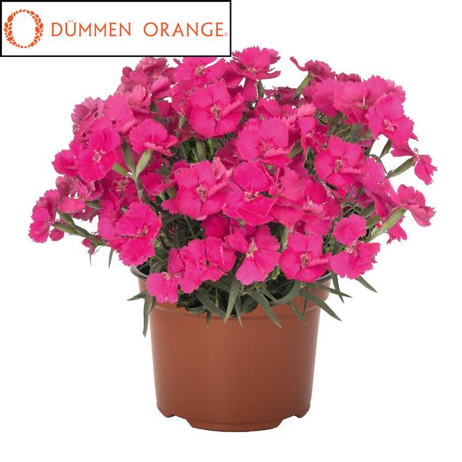 (Hybrid Pinks) PPAF Dianthus hybrida Mad Magenta from Swift Greenhouses