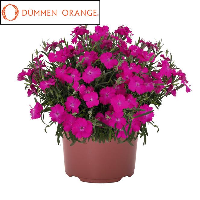 (Hybird Pinks) PPAF Dianthus hybrida Rock Purple from Swift Greenhouses