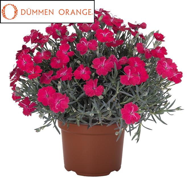 (Hybrid Pinks) PPAF Dianthus hybrida Rock Ruby from Swift Greenhouses