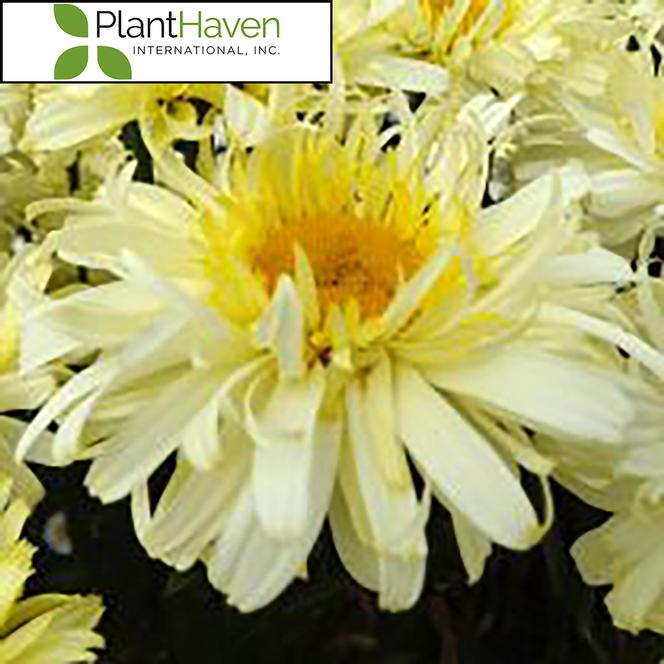 (Shasta Daisy) PP # 27,687 Leucanthemum superbum REALFLOR® Charmer from Swift Greenhouses