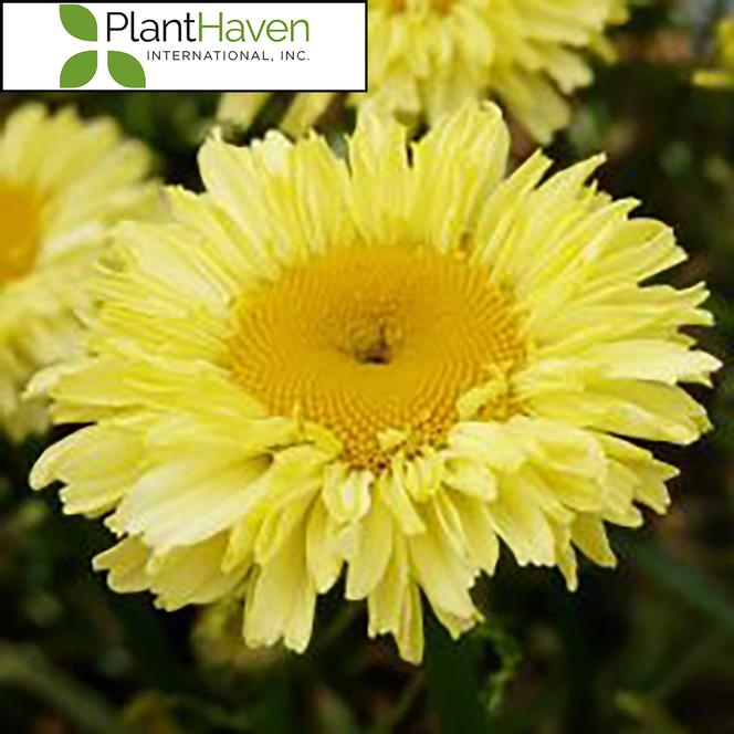(Shasta Daisy) PP # 33,766 Leucanthemum superbum REALFLOR® Goldcup from Swift Greenhouses