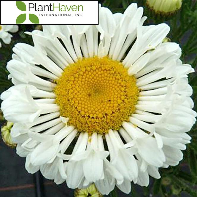 (Shasta Daisy) PP # 26,185 Leucanthemum superbum REALFLOR® Neat from Swift Greenhouses