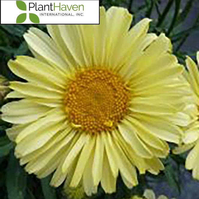 (Shasta Daisy) PP # 27,717 Leucanthemum superbum REALFLOR® Sunbeam from Swift Greenhouses