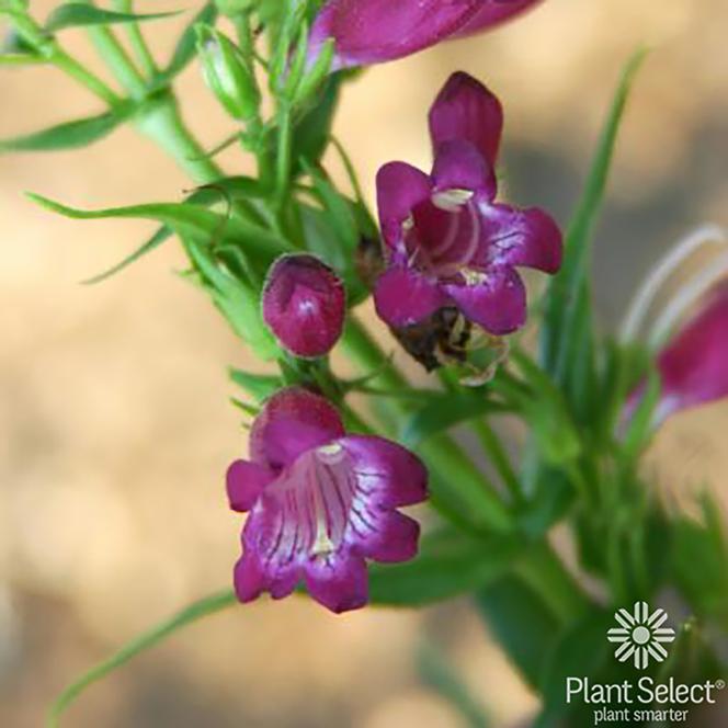(Beardtongue) PPX Penstemon x mexicali Windwalker® Garnet from Swift Greenhouses