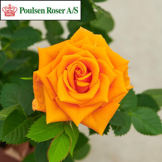 (Poulsen Roser) Poulty028(N) Rose Miniature Parade® Maia™ from Swift Greenhouses