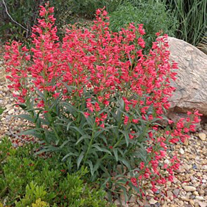 (Beardtongue) Penstemon barbatus Coral Baby from Swift Greenhouses