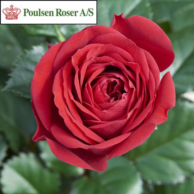 (Poulsen Roser) Poulpar115 Rose Miniature Parade® Divya from Swift Greenhouses