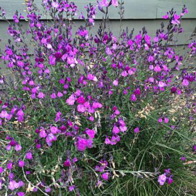 Sage Salvia greggii Ultra Violet from Swift Greenhouses