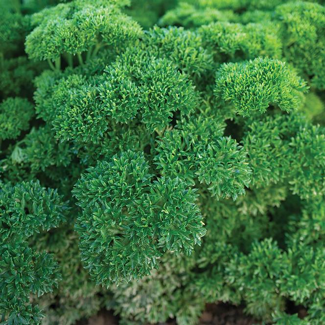 Petroselinum crispum Herb Annual - Parsley Wega from Swift Greenhouses