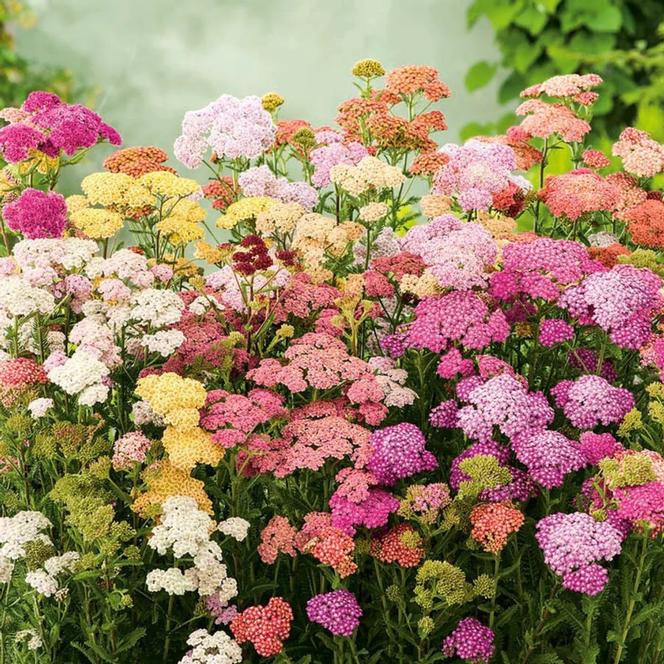 (Yarrow) Achillea millefolium Colorado Mix from Swift Greenhouses