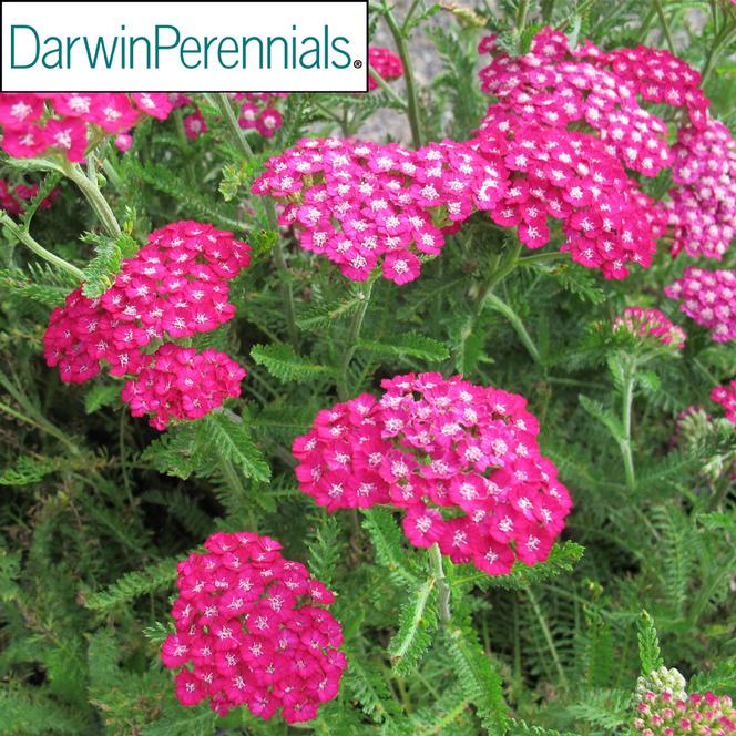 (Yarrow) PP # 25,750 Achillea millefolium New Vintage™ Violet from Swift Greenhouses