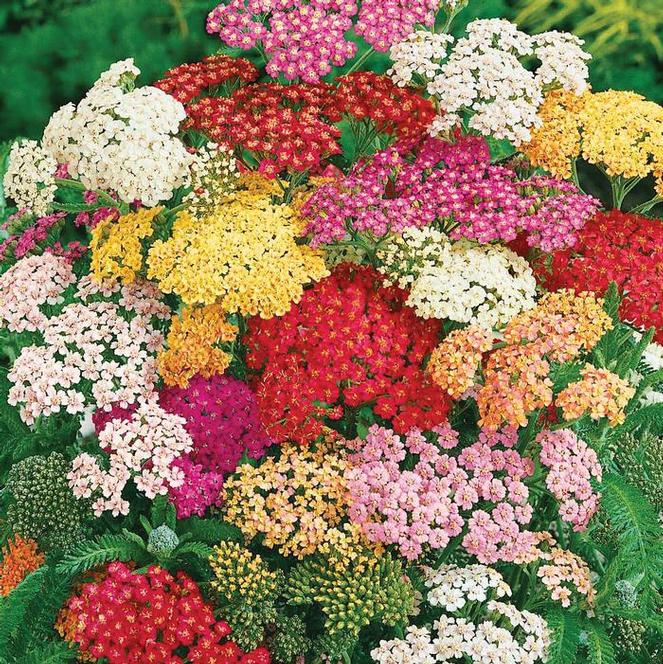(Yarrow) Achillea millefolium Summer Pastels Mix from Swift Greenhouses