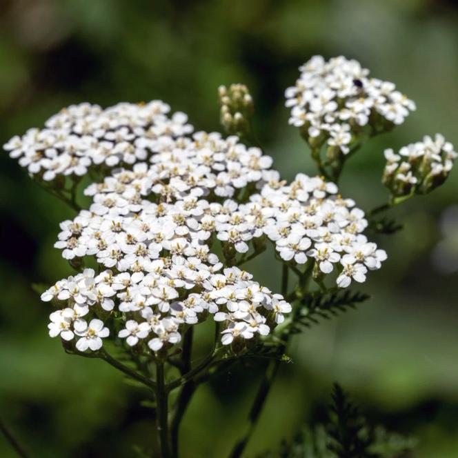 (Yarrow) Achillea millefolium White from Swift Greenhouses