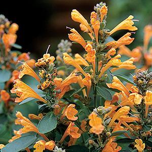 (Hyssop) Agastache hybrid Arizona Sandstone from Swift Greenhouses