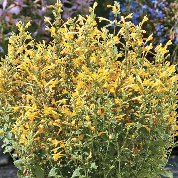 (Hyssop) Agastache hybrid Arizona Sun from Swift Greenhouses