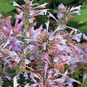 (Hyssop) Agastache hybrid Arizona Sunset from Swift Greenhouses