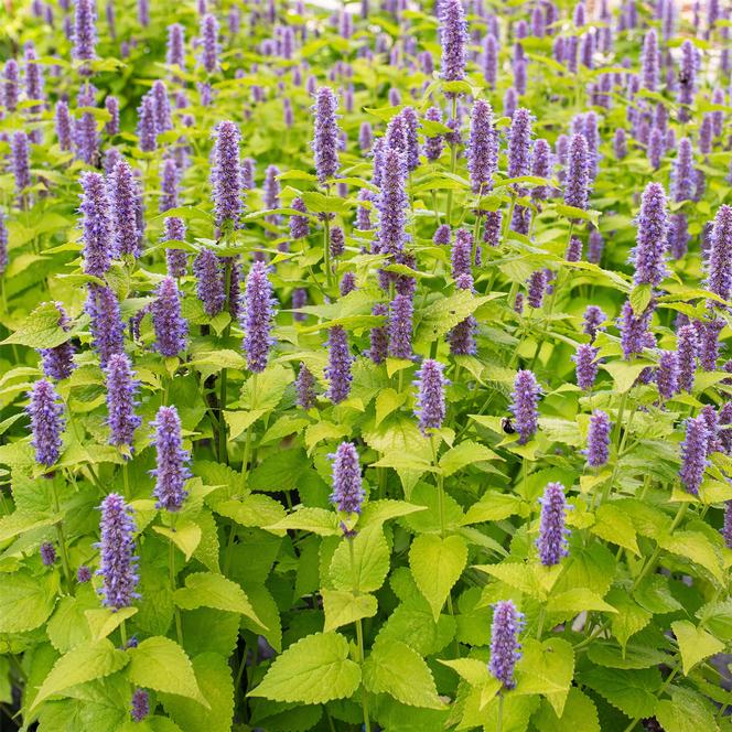 (Hyssop) Agastache foeniculum Golden Jubilee from Swift Greenhouses