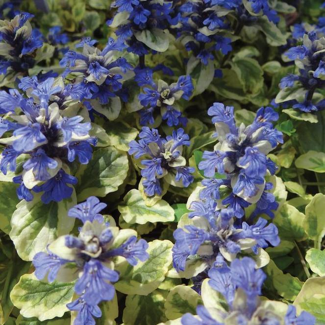 (Bugleweed) Ajuga reptans Golden Glow from Swift Greenhouses