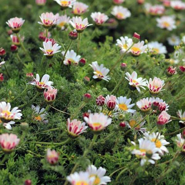 (Mat Daisy) Anacyclus depressus Spring Carpet from Swift Greenhouses