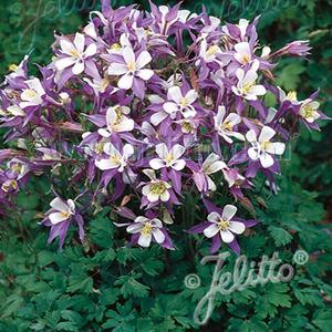 (Columbine) Aquilegia caerulea Heavenly Blue from Swift Greenhouses