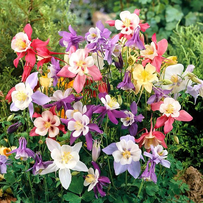 (Columbine) Aquilegia caerulea McKana's Giants Mix from Swift Greenhouses