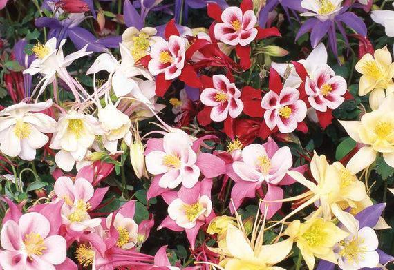 (Columbine) Aquilegia caerulea Biedermeier Mix from Swift Greenhouses