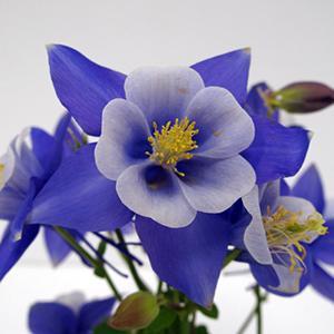 (Columbine) Aquilegia hybrida Swan Blue And White from Swift Greenhouses