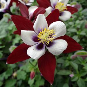 (Columbine) Aquilegia hybrida Swan Burgundy And White from Swift Greenhouses