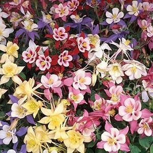 (Columbine) Aquilegia hybrida Swan Mix from Swift Greenhouses