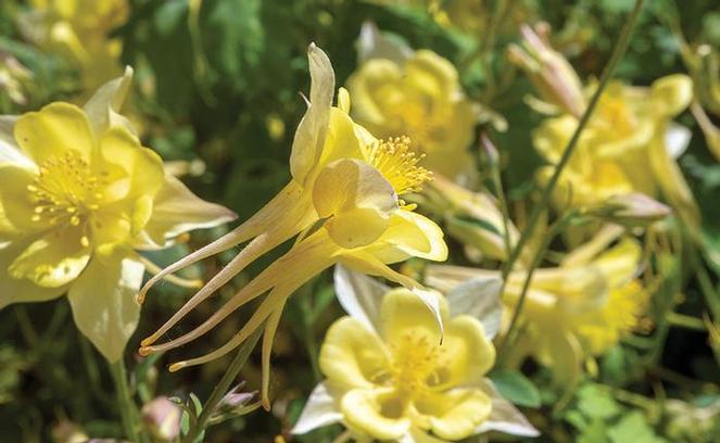 (Columbine) Aquilegia hybrida Swan Yellow from Swift Greenhouses