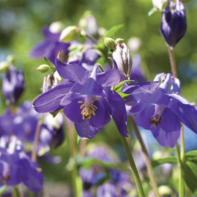 (Columbine) Aquilegia alpina Alpine Blue from Swift Greenhouses