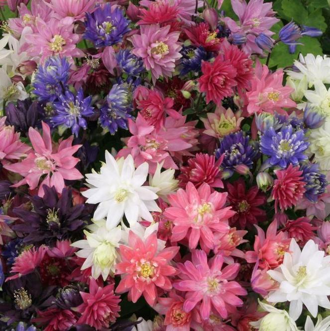 (Columbine) Aquilegia vulgaris Clementine Mix from Swift Greenhouses
