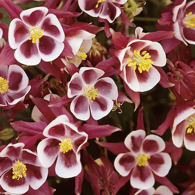 (Columbine) Aquilegia vulgaris Winky Single Red - White from Swift Greenhouses