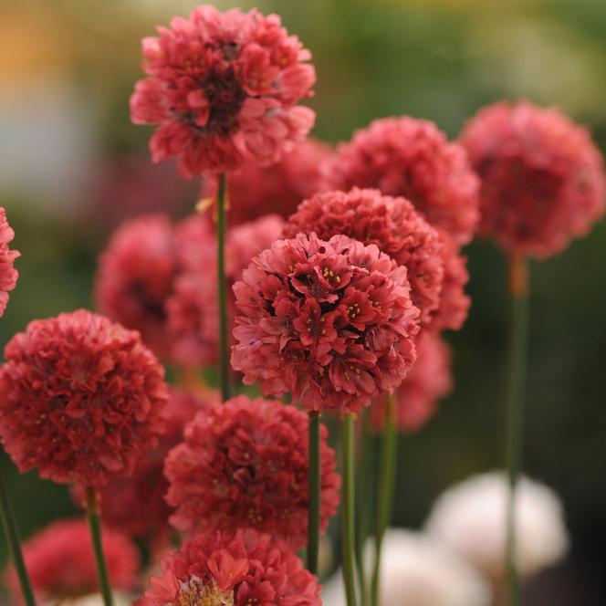 Den aktuelle abort Morse kode Sea Pink) Armeria pseudarmeria Ballerina Red from Swift Greenhouses