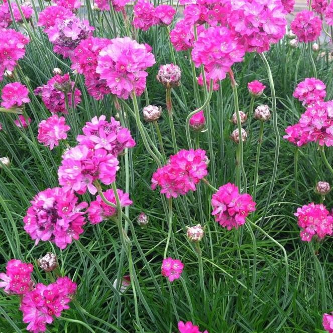 (Sea Pink) Armeria maritima Splendens from Swift Greenhouses
