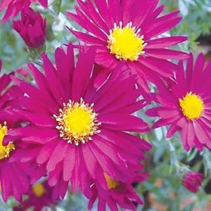  Aster novi belgii Winston Churchill from Swift Greenhouses