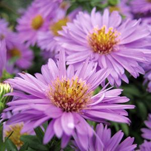 Aster dumosus Wood's Purple from Swift Greenhouses