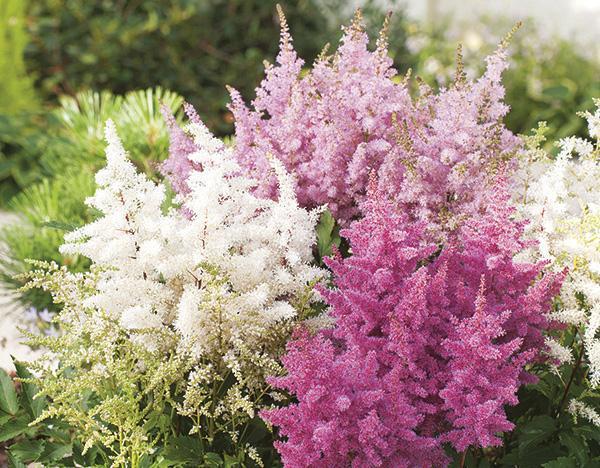 (False Spirea) Astilbe arendsii Grande from Swift Greenhouses