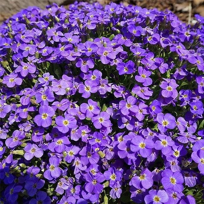 (Rock Cress) Aubrieta hybrida Whitewell Gem from Swift Greenhouses