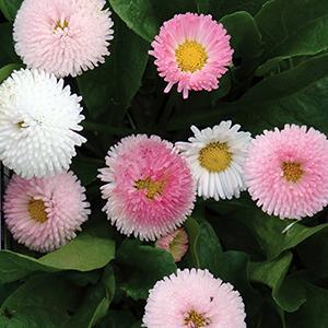 (English Daisy) Bellis perennis Tasso Strawberries & Cream from Swift Greenhouses