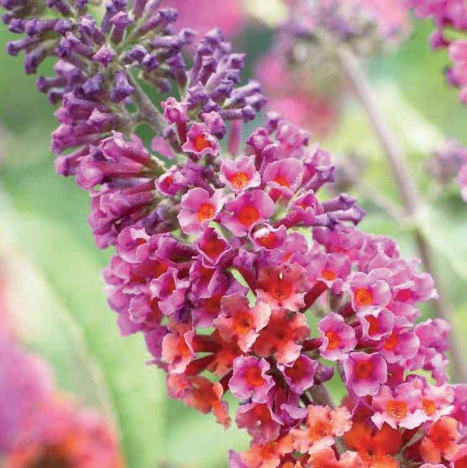 (Butterfly Bush) Buddleia x weyeriana Bicolor from Swift Greenhouses