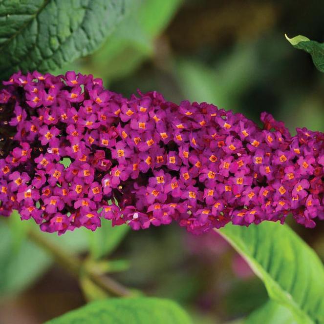 Butterfly Bush Buddleia Davidii CranRazz from Swift Greenhouses