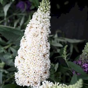(Butterfly Bush) PP # 23,464 Buddleia davidii Buzz™ Ivory from Swift Greenhouses