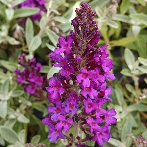 (Butterfly Bush) PP # 23,463 Buddleia davidii Buzz™ Magenta from Swift Greenhouses