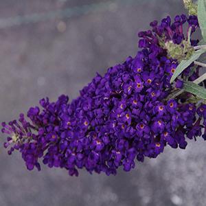 (Butterfly Bush) PP # 22,063 Buddleia davidii Buzz™ Midnight from Swift Greenhouses