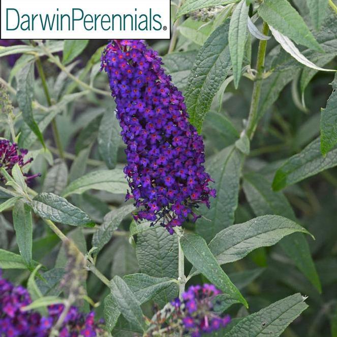 (Butterfly Bush) PP # 27,834 Buddleia davidii Monarch Dark Dynasty from Swift Greenhouses