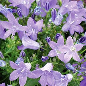 (Dalmatian Bellflower) Campanula portenschlagiana Birch Hybrid from Swift Greenhouses