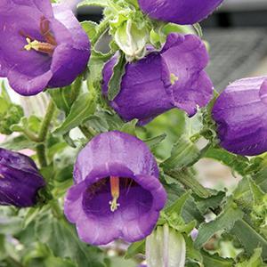 (Canterbury Bells) Campanula medium Champion Blue from Swift Greenhouses